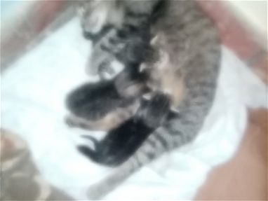 Adopte estos gatitos 🐱 - Img main-image
