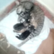 Adopte estos gatitos 🐱 - Img 45584100