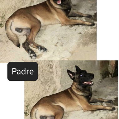 PASTOR BELGA MALINOIS - Img 122781727