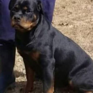ROTTWEILER,ambos sexos,en 550 USD o equivalente,TENGO MENSAJERÍA,tienen 80 días,ESTAN VACUNADOS y desparacitados - Img 125846345