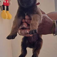 PASTOR MALINOIS,ambos sexos,en 150 USD o equivalente(ACEPTO TRANSFERENCIA)TENGO MENSAJERÍA,de 35 días y desparacitados - Img 55794170