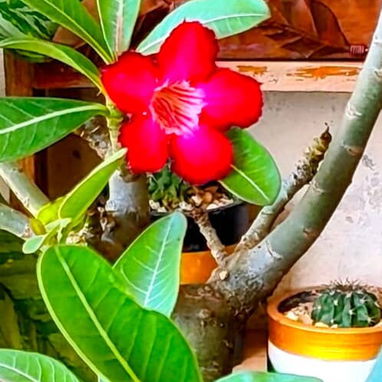 Los más espectaculares Adenium o Rosas del desierto - 6/8