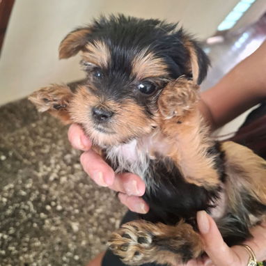 Variedad de perros pura razas - Img 114840427