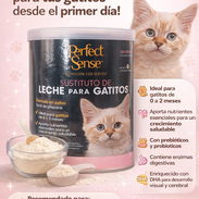 Sustituto lácteo para gatos - Img 55804618