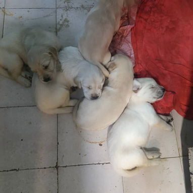 Varias razas de cachorros desparasitados disponible - Img 123828581