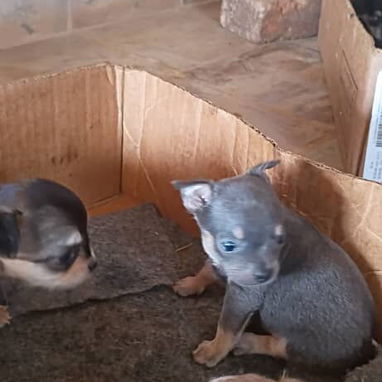 Hermosos cachorros.pitbull.chihuahua.shitzu.pastor alemán.pastor belga malinoe.yorky.dalmata.bulldog francés.labrador. - 3/4