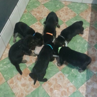 Se venden cachorros de Pastor Alemán, somos de boyeros!!! - 2/5
