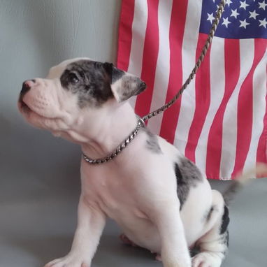 Bellos cachorros de american bully pocket exoticos - 2/5