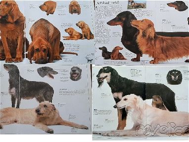 Libro con ilustraciones a color de diferentes razas de perros - Img 68347234