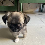 Pequine ligado con chiwawa - Img 56081035