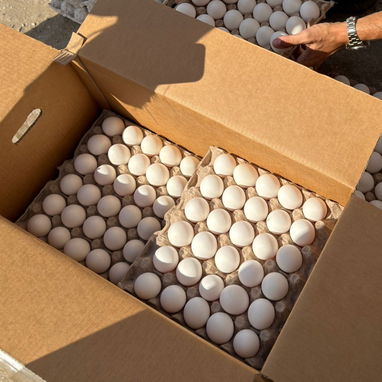 Cajas de huevos - Img 123711323