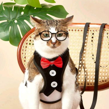 Productos para mascotas - Img 119748051