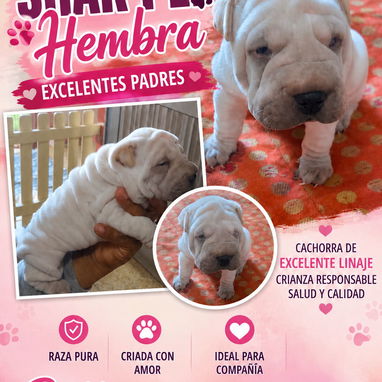 💜💜💜* 🐶¿BUSCAS UN CACHORRO?* TE AYUDAMOS A ENCONTRAR TÚ FIEL COMPAÑERO WHATSAPP 58746643 💜💜💜. - Img 126236802