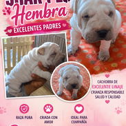 ((( SHAR PEI HEMBRA EN VENTA EXCELENTES PADRES WHATSAPP 58746643 ))) - Img 55057931