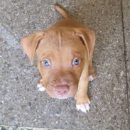Cachorro Pitbull - Img 57186617
