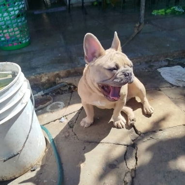 🐶 BULLDOG FRANCÉS EN VENTA 🐾 — ¡HERMOSO EJEMPLAR! - Img 115945654