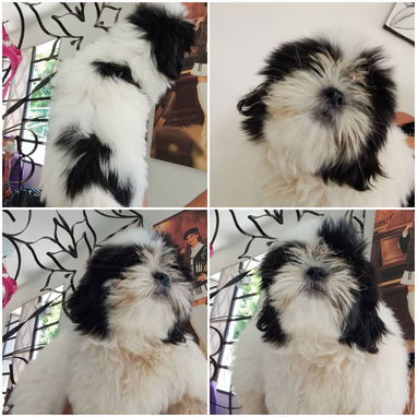 • • • • RAZAS CANINAS PARA ELEGIR BETTY MASCOTAS WHATSAPP 52506841 • • • • - Img 126216041