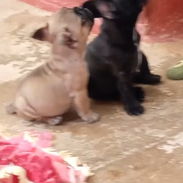 Todo lo que buscas en mascota está aquí solo llame al 53818081 pitbull , Chihuahua, pastor belga, bulldog francés,mucmás - Img 56398096