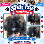 ((( SHIH TZU MACHO EXCELENTES PADRES. ((( NADA DE CRUCE CON TIBETANOS BETTY MASCOTAS WHATSAPP 52506841 ))). - Img 57717631