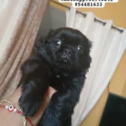 Cachorros Pekines ambos sexos - Img 55895458