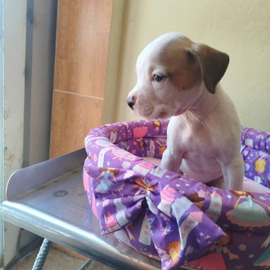 TENEMOS TODO TIPO DE PERROS PURA RAZAS DISPONIBLES - 3/10
