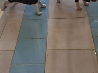 Cachorros beagles - Img main-image-45852815