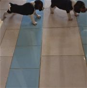 Cachorros beagles - Img 45852815