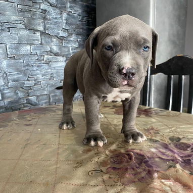 AMÉRICAN BULLY XL,ambos sexos,en 700 USD o equivalente,TENGO MENSAJERÍA,tienen 65 días y están desparacitados. - Img 122576564