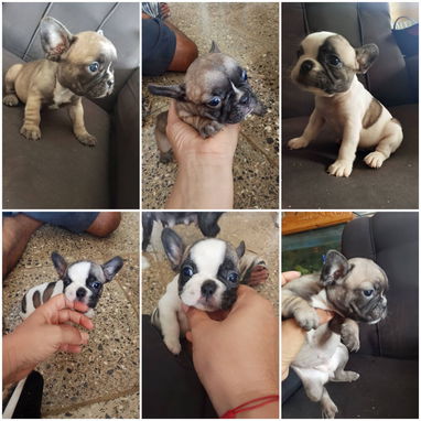 🐾❤️🐶 ¡BULLDOG FRANCÉS, CHATICOS ENCANTADORES! 🐶❤️🐾 WHAT'SAPP 52506841  🐾 - 7/8