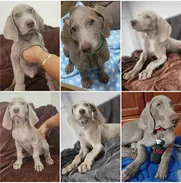 (((  BRACO DE WEIMAR CON PEDIGREE EN VENTA BETTY MASCOTAS WHATSAPP 52506841 )))) - Img 49373122