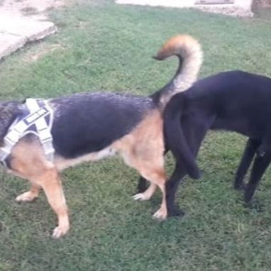 Se venden cachorros de Pastor Alemán, somos de boyeros!!! - 3/5