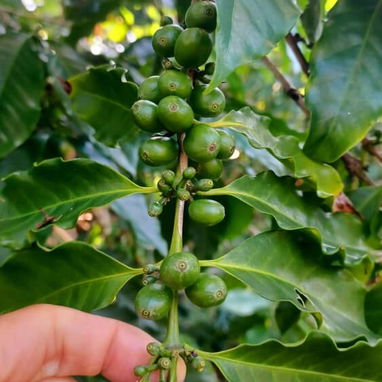 Finca - 9/10