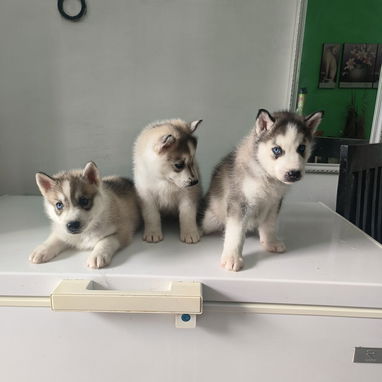 Husky siberiano - Img 124276457