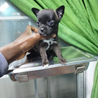 Tienda de mascotas todo tipos de artículos y perros de razas en venta - Img 112674627