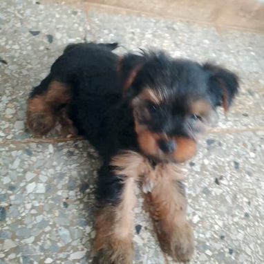 YORKY,macho,en 250 USD o equivalente en moneda nacional,TENGO MENSAJERÍA,tiene 53 días y está desparacitado - 4/6