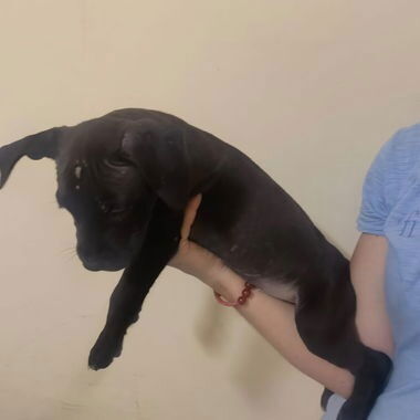 Cachorros de pitbull - Img 121591894