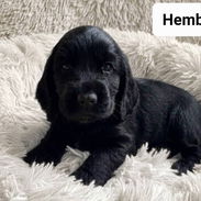 COKER SPANIEL,ambos sexos,en 170 USD o equivalente(ACEPTO TRANSFERENCIA)TENGO MENSAJERÍA,tienen 35 días y desparacitados - Img 55648183