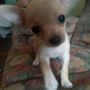 Vendo cachorrita chihuahua - Img 124337153