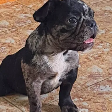 BULLDOG FRANCES EXÓTICO CON PEDIGRI,macho,en 800 USD o equivalente,TENGO MENSAJERÍA,tiene 4 meses y está VACUNADO. - Img 123006519
