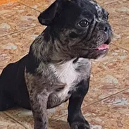 ((( BULLDOG FRANCÉS MACHO VACUNADO EXCELENTE GENÉTICA WHATSAPP 58746643 ))) - Img 55180081