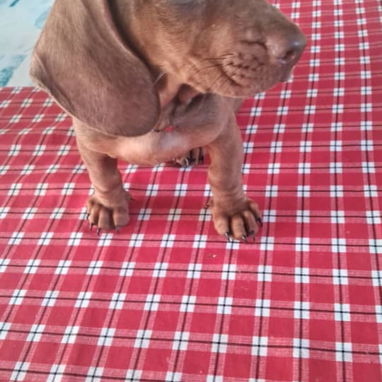 Todo disponible a su gusto pastor Alemán, pitbull, Salchicha, pitbull ,53818081 - Img 121769082