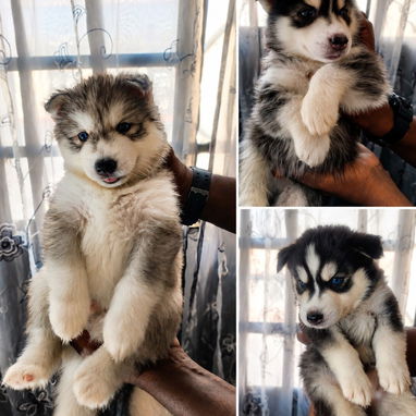 Cachorritos de husky siberianos - Img 125829010