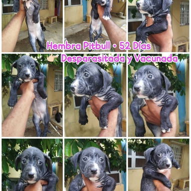 Pitbull en venta!!! - Img 123058711