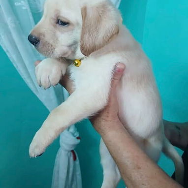 Cachorro Labrador Retriver - 3/4