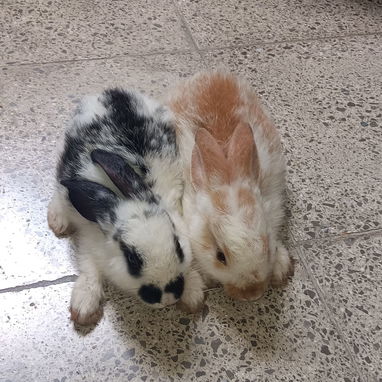 Pareja de conejitos de dos meses de nacidos - Img 124955713