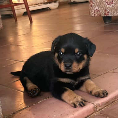 ROTTWEILLER DE Alta Raza - Img 125171501
