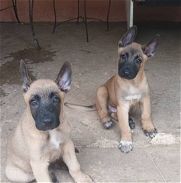 !!!! Cachorros de pastor belga malinois - Img 45787771