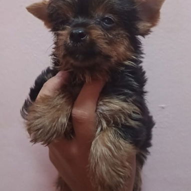 (((( YORKSHIRE TERRIER CON PEDIGREE AMBOS SEXOS BETTY MASCOTAS WHATSAPP 52506841 )))) - Img 124957940