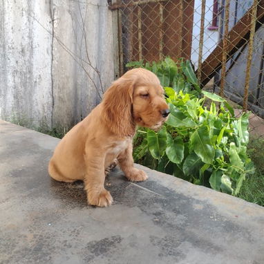 Cachorro Cocker Spinel - 6/8