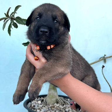 Cachorros Pastor Belga Malinois - Img 123727246